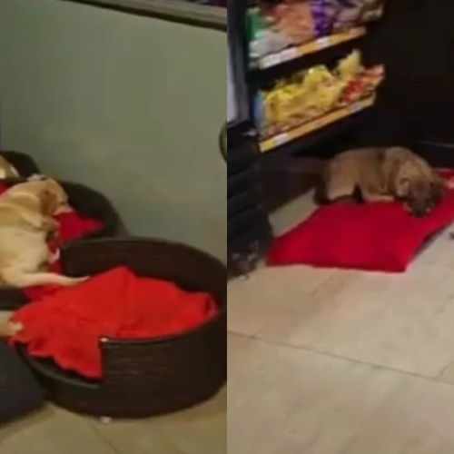 🐶 Vídeo mostra cães de rua descansando em loja de conveniência de posto e viraliza