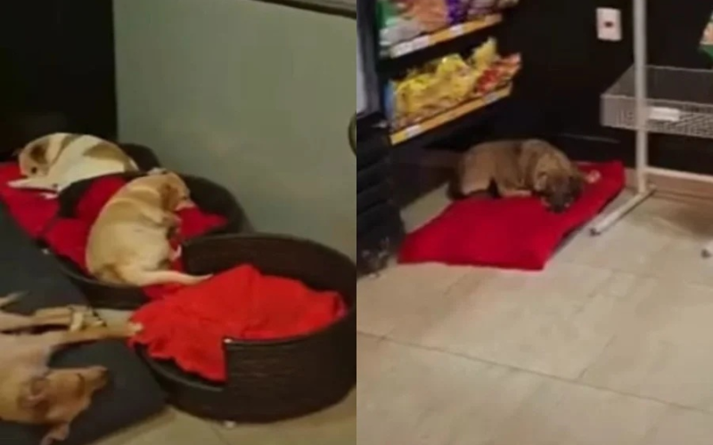 🐶 Vídeo mostra cães de rua descansando em loja de conveniência de posto e viraliza