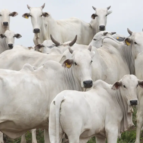 🥩 CHINA MANTÉM SOBRETAXA SOBRE CARNE BOVINA E MEDIDA IMPACTA EXPORTAÇÕES BRASILEIRAS
