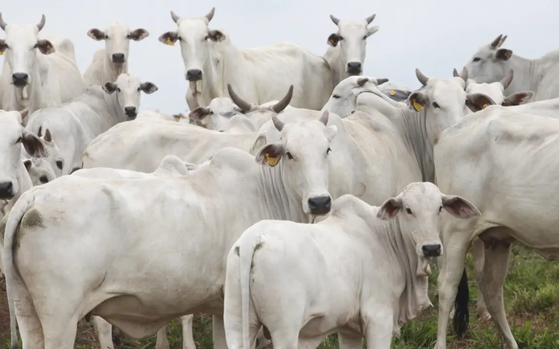 🥩 CHINA MANTÉM SOBRETAXA SOBRE CARNE BOVINA E MEDIDA IMPACTA EXPORTAÇÕES BRASILEIRAS