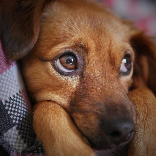 🐶 Como identificar dor em cães e o que fazer