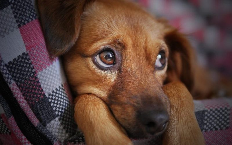 🐶 Como identificar dor em cães e o que fazer